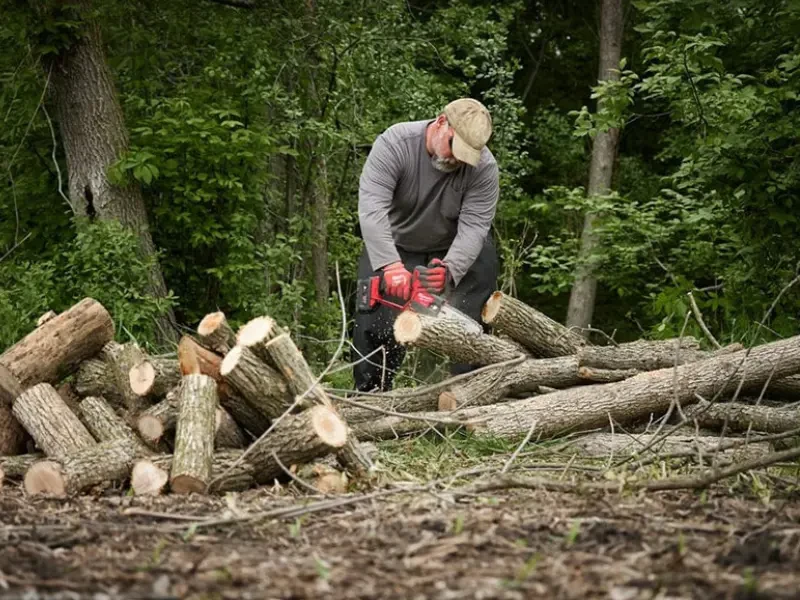 favágás láncfűrésszel