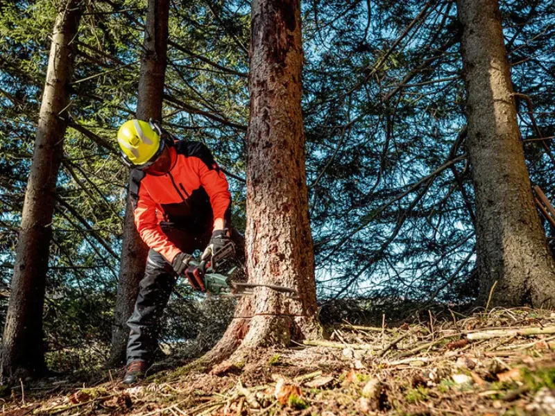 nagy fa vágása az erdőben