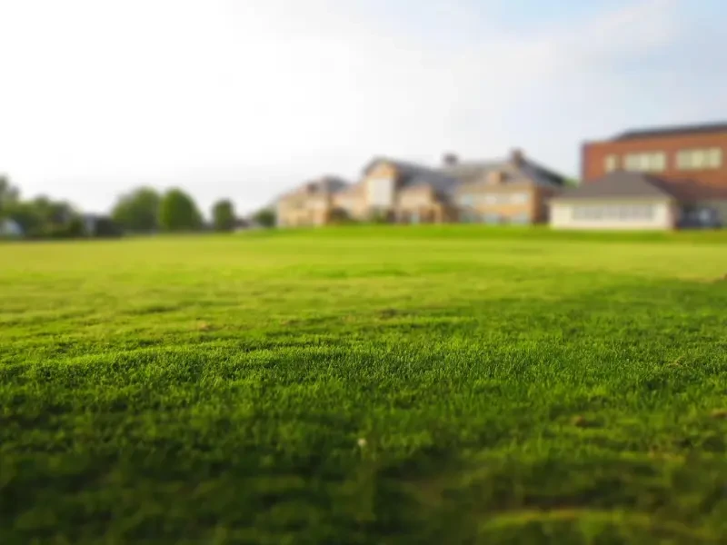 nag kertben ápolt, zöld pázsit