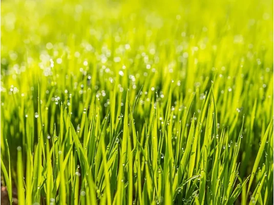 tökéletes pázsit harmatcseppekkel