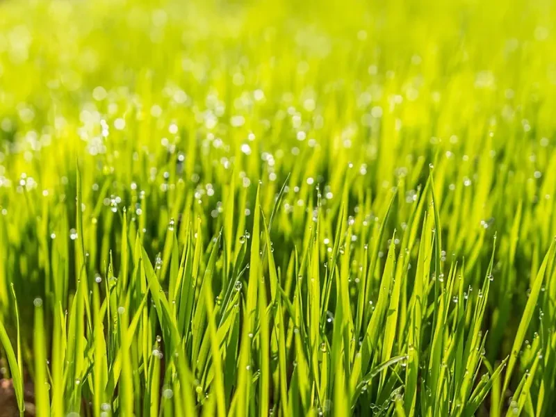 tökéletes pázsit harmatcseppekkel tökéletes pázsit harmatcseppekkel