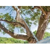 Kép: Makita EY4010MP 250 mm_9.webp