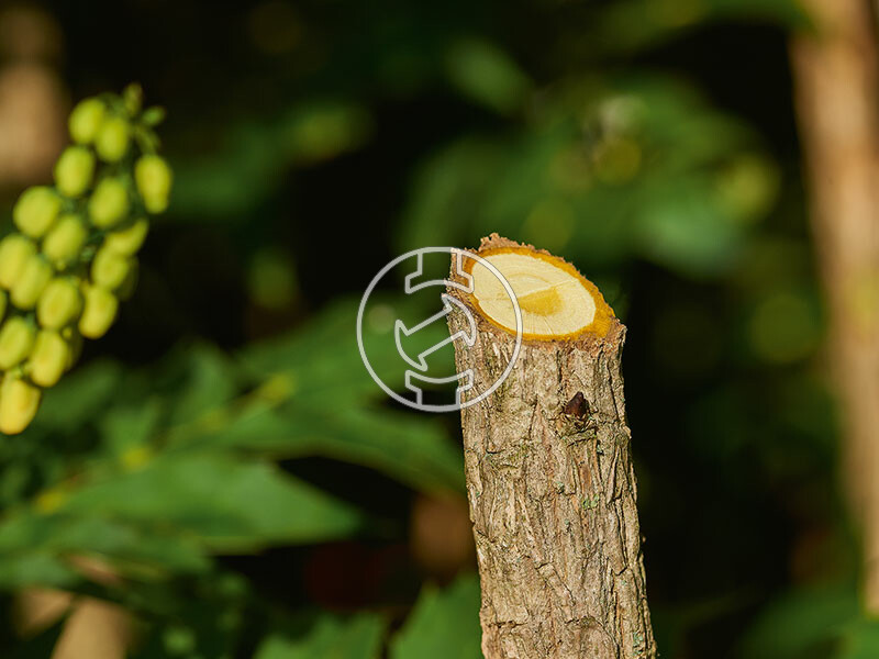 Bosch EasyPrune metszőolló