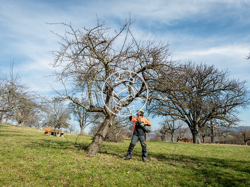 MA-MS 25 (magassági ágvágó)